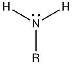 Image result for primary amine